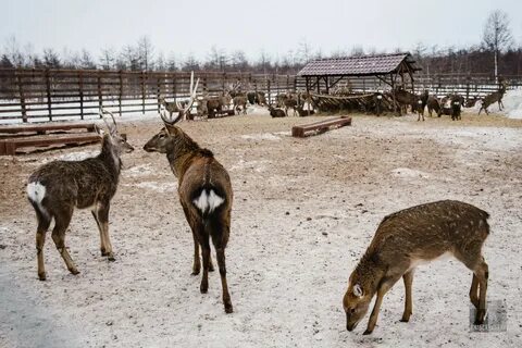Эко ферма южно сахалинск