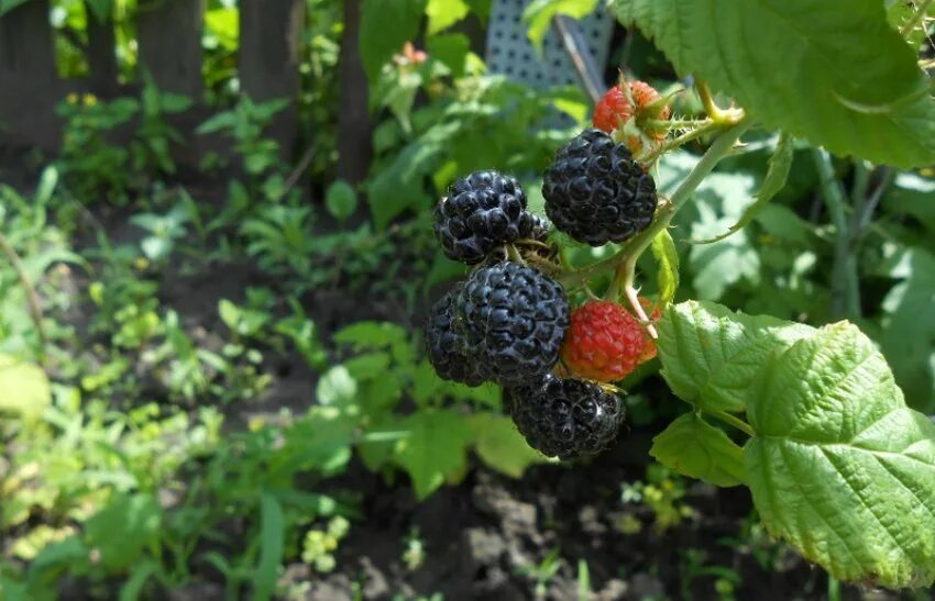 Кумберленд сорт. Ежевика кумберленд. Ежевика кумберленд. Ежемалина кумберленд. Малина сорт кумберленд.