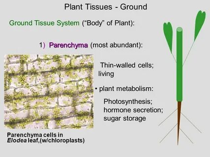 Plant tissues