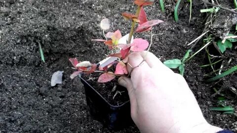 Посадка саженца голубики осенью
