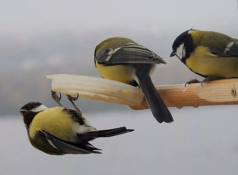 Н. Три синички танцевали. Синица на снегу. Три синицы. Лазоревка стайка.