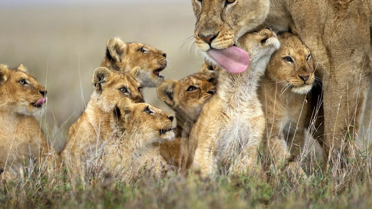 Воспитывают своих детенышей. Национальный парк Серенгети львы. Парк Серенгети львиный Прайд. Прайд Львов. Прайд Львов семья.