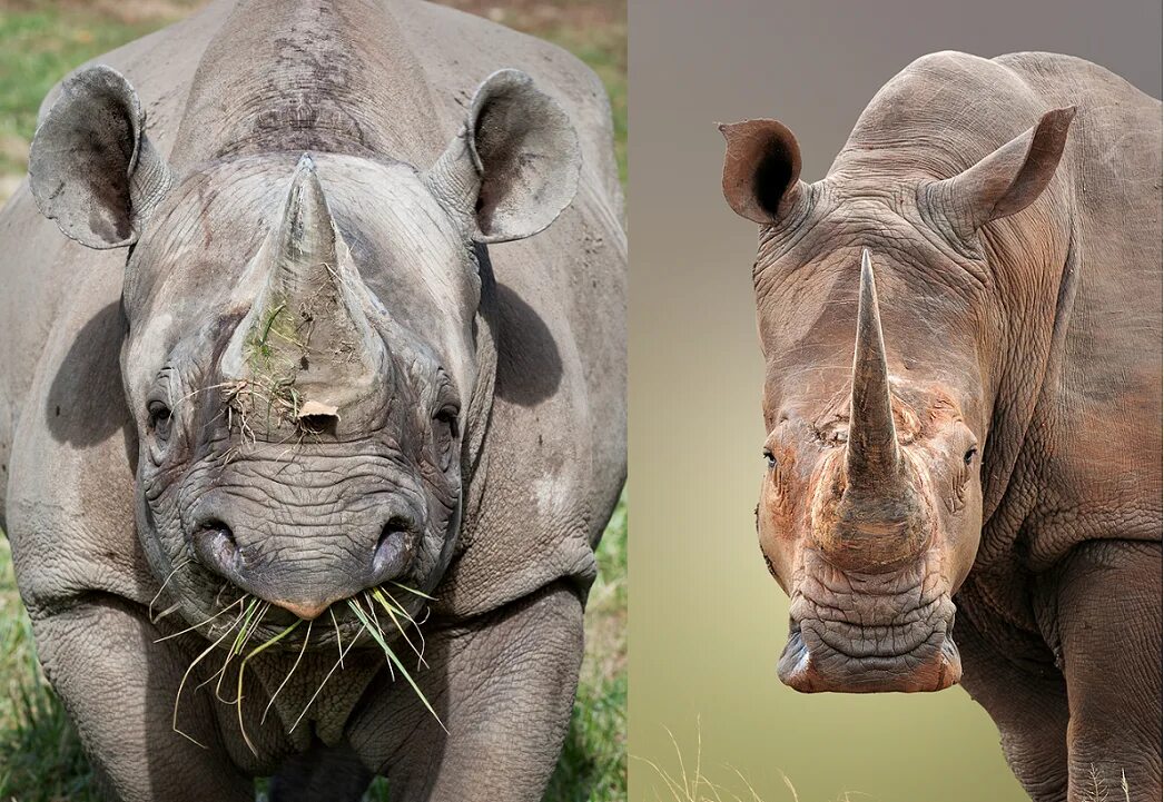 Чёрный носорог и белый носорог. Африканский носорог и индийский носорог. Носорог анфас. Африканский черный носорог.