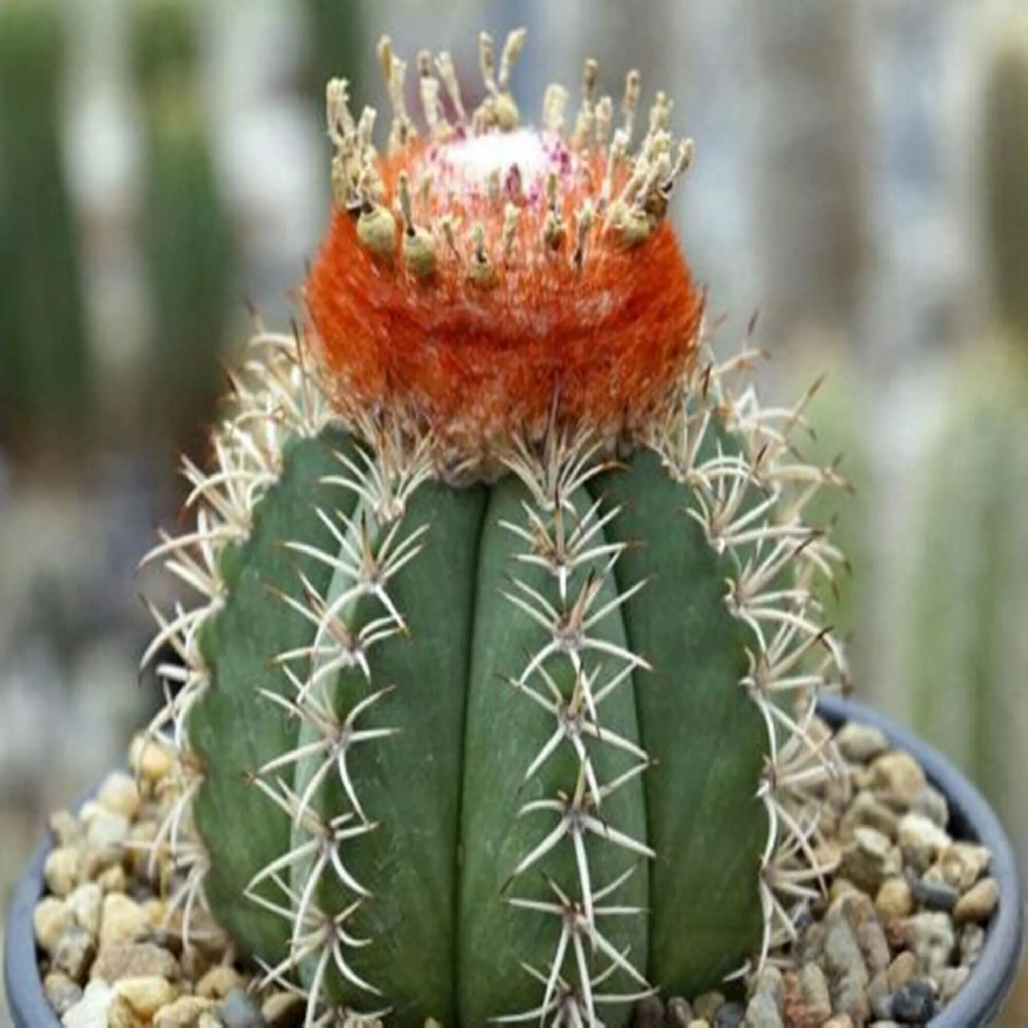 Cactus 5. Мелокактус матанзанус. Кактусовые Кактусовые. Мелокактус матанзанский цветет. Cactus Flower.