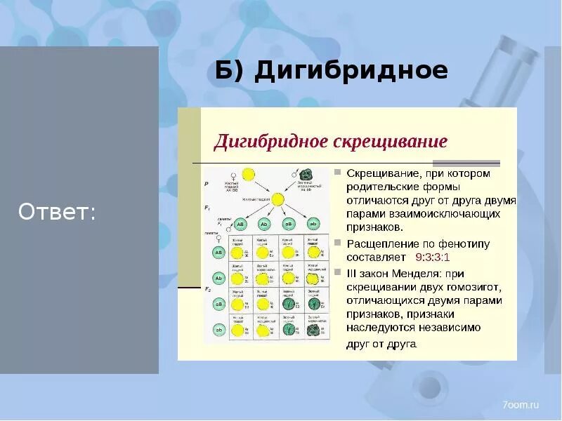 Последовательность действий при дигибридном скрещивании растений. Этапы дигибридного скрещивания. схема дигибридного скрещивания. дигибридное скрещивание растений. этапы проведения дигибридного скрещивания.
