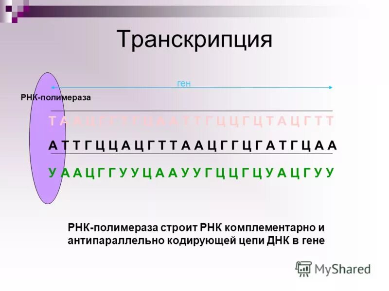 Транскрипция РНК полимераза. ДНК-зависимая РНК-полимераза. Роль РНК полимеразы в транскрипции. РНК полимераза транскрибирует.