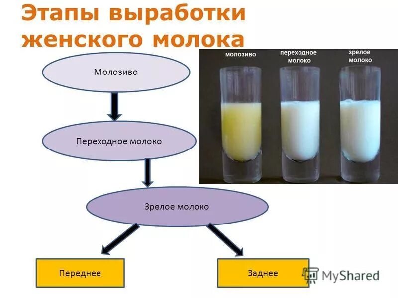 Этапы грудного молока. Переднее и заднее грудное молоко. Этапы выработки грудного молока. Переднее итзаднее полоко.