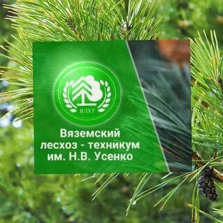 Вяземское лесничество