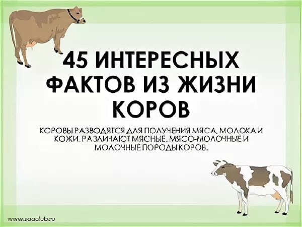 Продолжительность жизни коровы