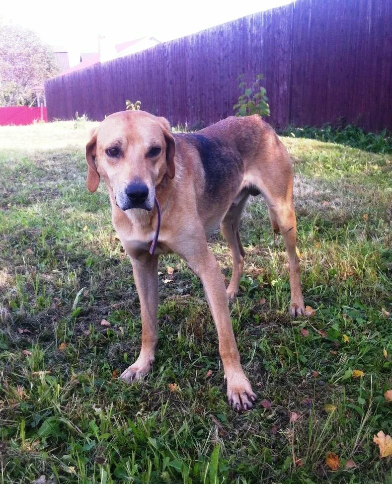 Найдена собака гончая. Потерялась гончая. Гончая собака по колено. Русская гончая. Найдена собака гончая.
