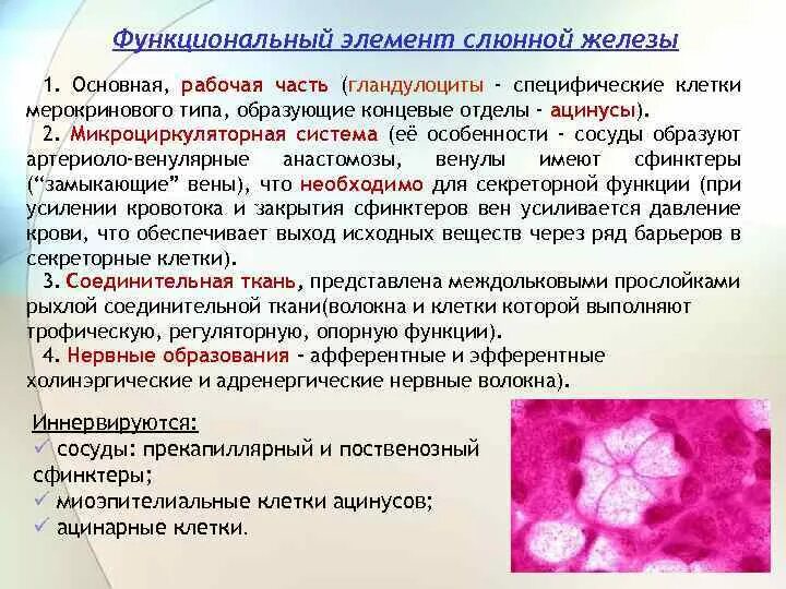 Является функциональным элементом