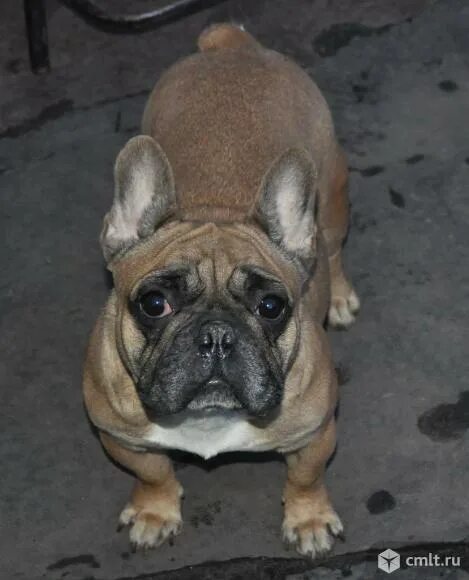 Выставка ркф французский бульдог. Французский бульдог щенок. Французского бульдога воронеж. Французский бульдог. Щенок французского бульдога подпалый.