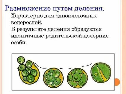 Клетка размножается путем