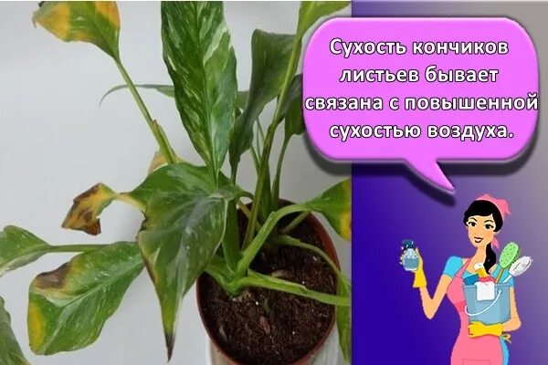 Какая земля подходит для женского счастья. Спатифиллум грунт. грунт спатифиллума для спатифиллума. грунт фаско для спатифиллума. спатифиллум земля для пересадки.