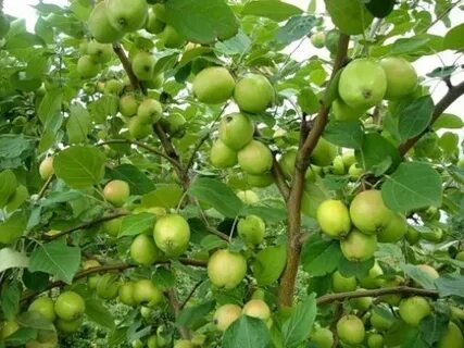 Саженцы антоновки