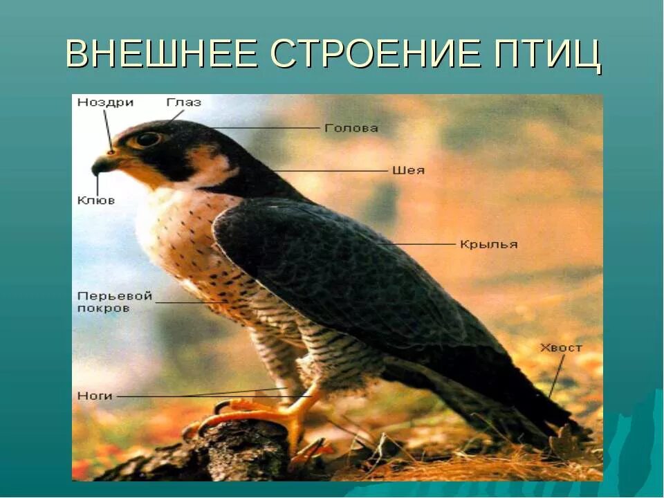 Особенности строения и жизнедеятельности птиц презентация. Строение птицы. Внешнее строение птиц. Строение хищных птиц. Строение тела птицы.