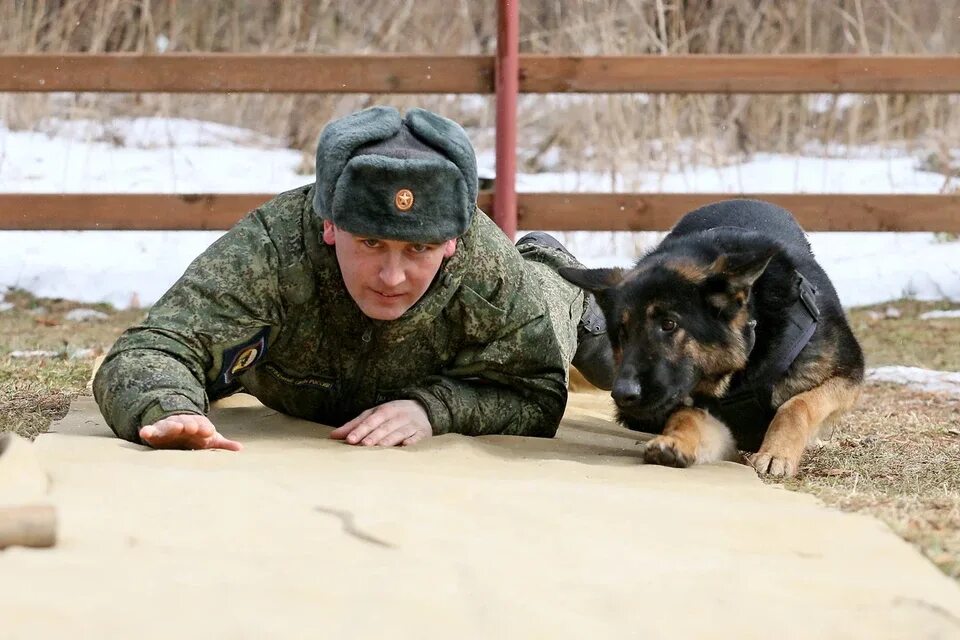 Бесплатный кинолог. Кинологи. Военный кинолог. С днем кинолога. День военного кинолога.