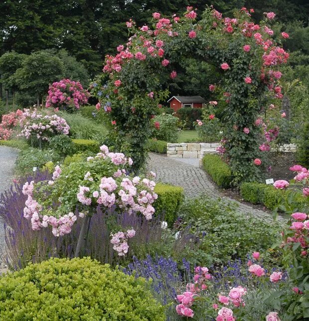 Landhausgarten mit romantischen Rosen - Cottage garden with romantic roses Blume