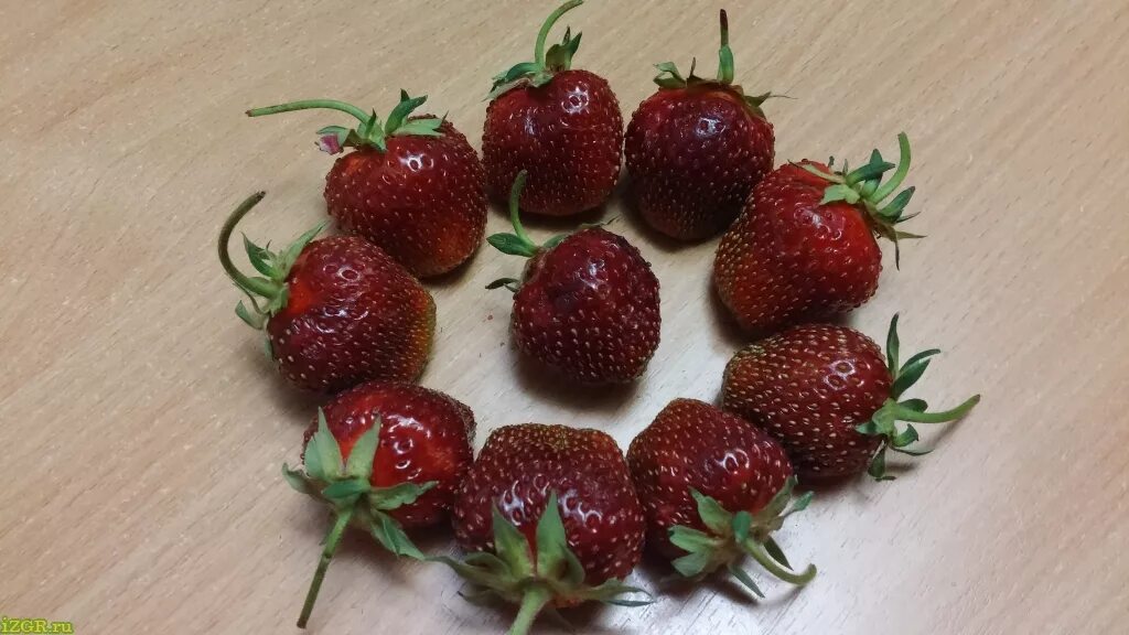 Сорт клубники бордового цвета. Бордовая клубника. клубника темно бордовая сорта. темно красная клубника сорт.