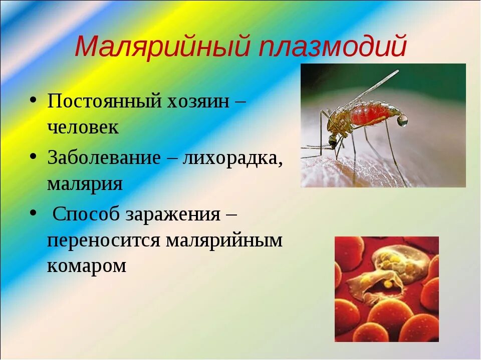 Значение малярии. Малярийный плазмодий. Малярийный плазмодий вызывает заболевание. Малярийный плазмодий паразит. Малярийный плазмодий паразитирует.