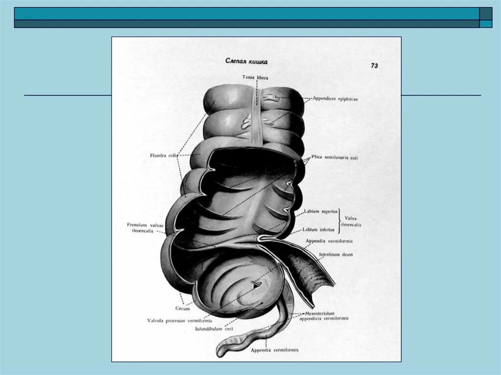 Слепая кишка стенки. Серозная оболочка слепой кишки. Что такое слепая кишка и ее функции. Строение слепой кишки латынь.