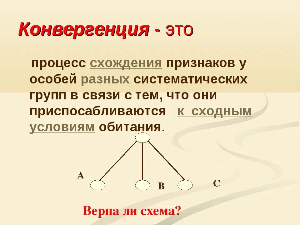 Конвергенция. Процесс конвергенции. Конвергенция что это простыми словами. Конвергенция процесс схождения признаков.