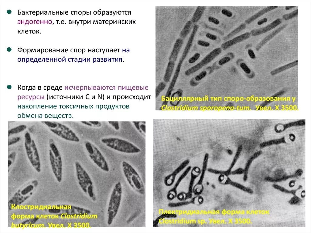 Спора у бактерий выполняет функцию. Бактериальные споры. Спора бактерии Электронограмма. 4 Стадии образования спор у бактерий. Бациллярный Тип спорообразования.