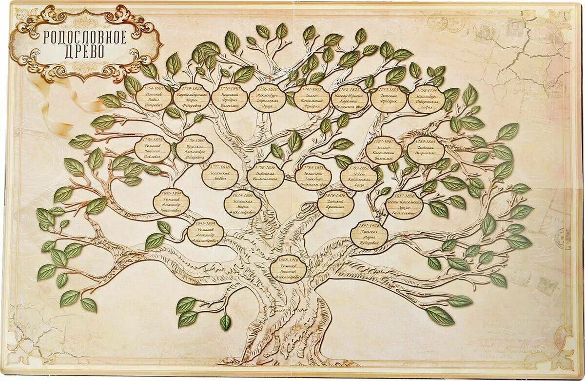 Что такое родословное древо. Шежере родословная. Родословная дерево Шежере. Родословная семьи Дубаевых. Генеалог Древо.