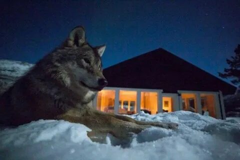 Wolf lodge