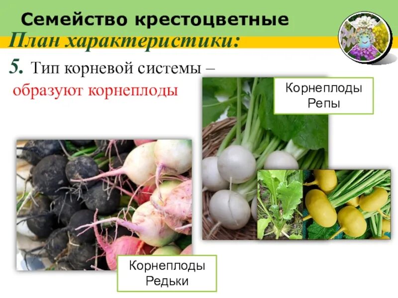 Редис видоизмененный