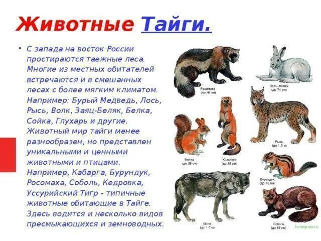 Перечислите таежных животных. Животные тайги названия. доклад о животных тайги. животные мир тайги рассказ. животные обитающие в тайге.