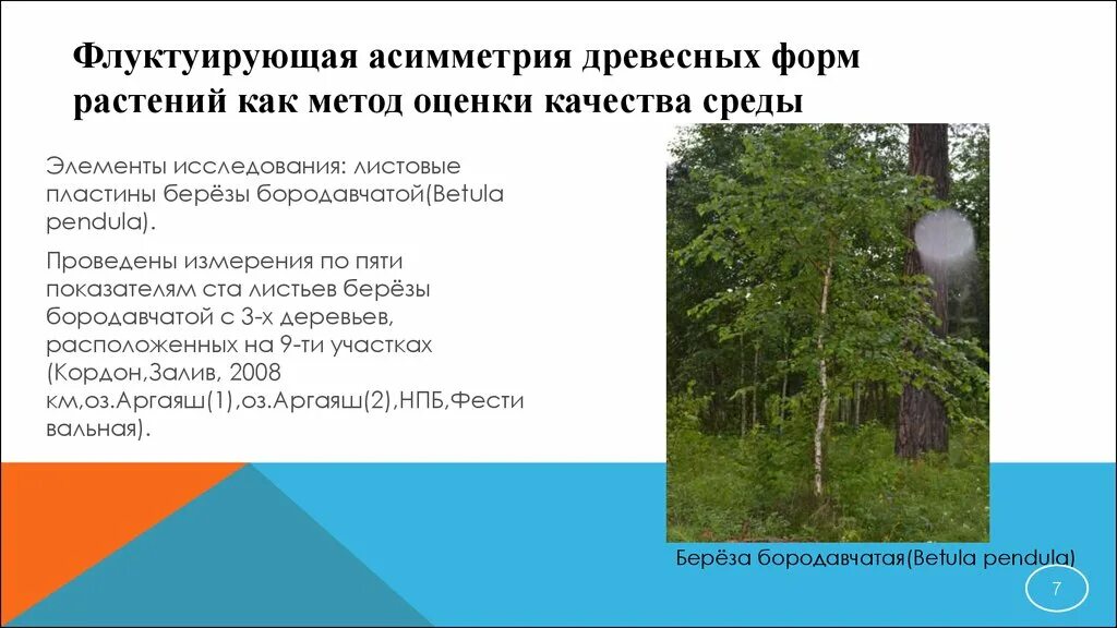 Какие среды обитания освоила береза. Флуктуирующая асимметрия березы. Береза повислая Флуктуирующая асимметрия. Метод флуктуирующей асимметрии. Флуктуирующая асимметрия листьев березы.