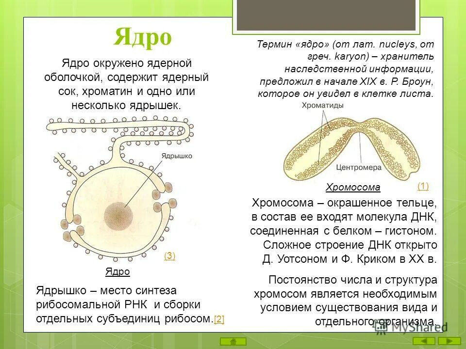 Хранителем информации является в генетике. 2 хранителем наследственной информации является. Днк как носитель генетической информации. 2 хранителем наследственной информации является. Хранителем наследственной информации являются.