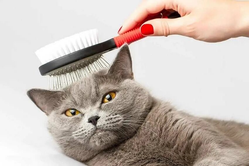 Вычесывание кошек. Расчесывание кошки. Ухаживание за кошкой. Вычесывание кошек. Кота причесывают.