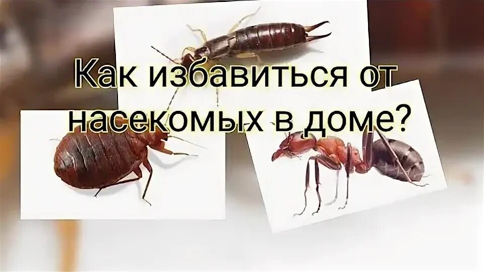Как избавиться муравьев в доме быстро. Чистый дом от двухвосток. как избавиться от двухвосток в частном доме навсегда. как вывести двухвосток из квартиры.