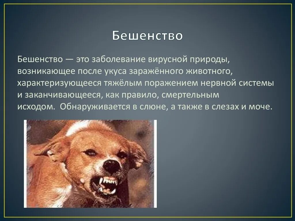 Какие заболевания животных наиболее опасны. Бешенство презентация. Собака с заболеванием бешенства. Бешенство болезнь собаки.
