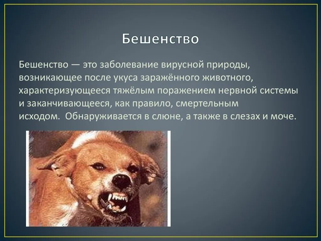 Виды заболеваний животных