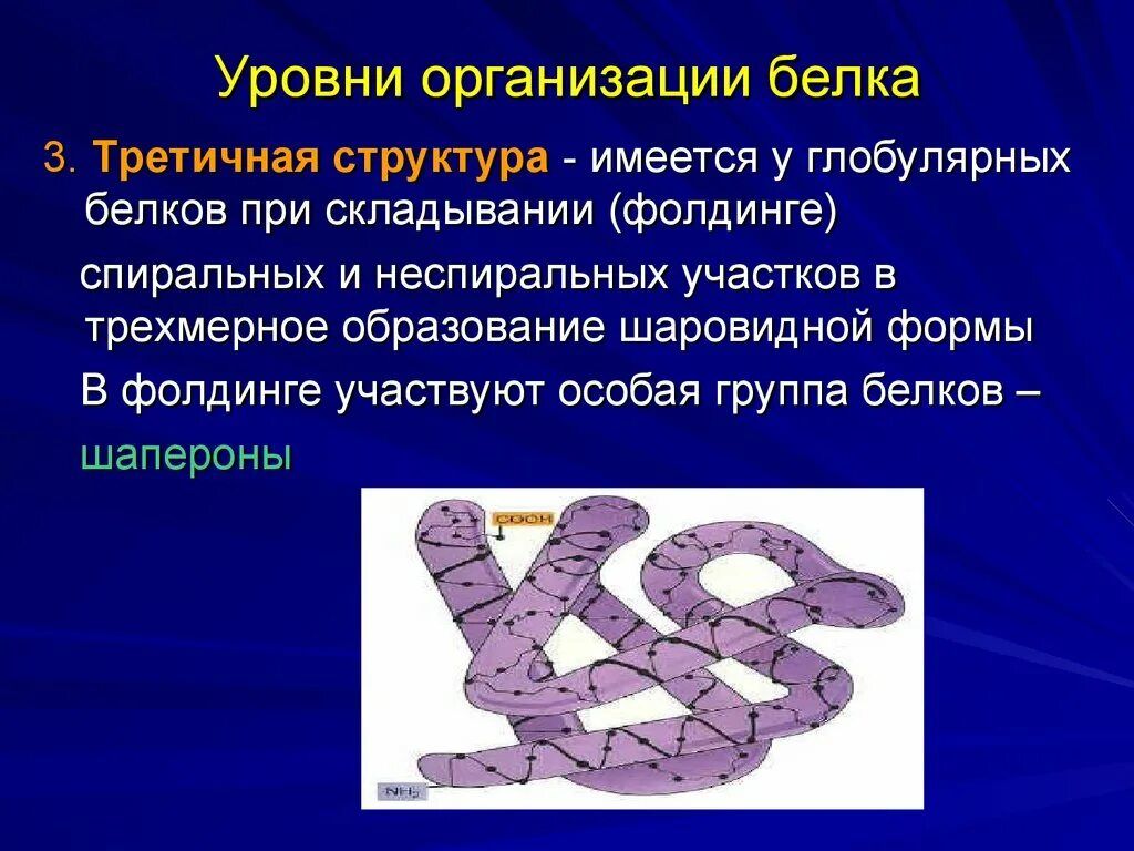 В организации белковых. Уровни организации белка. Уровень организации третичной структуры белка. Уровни структурной организации белка. Уровни пространственной организации белков.