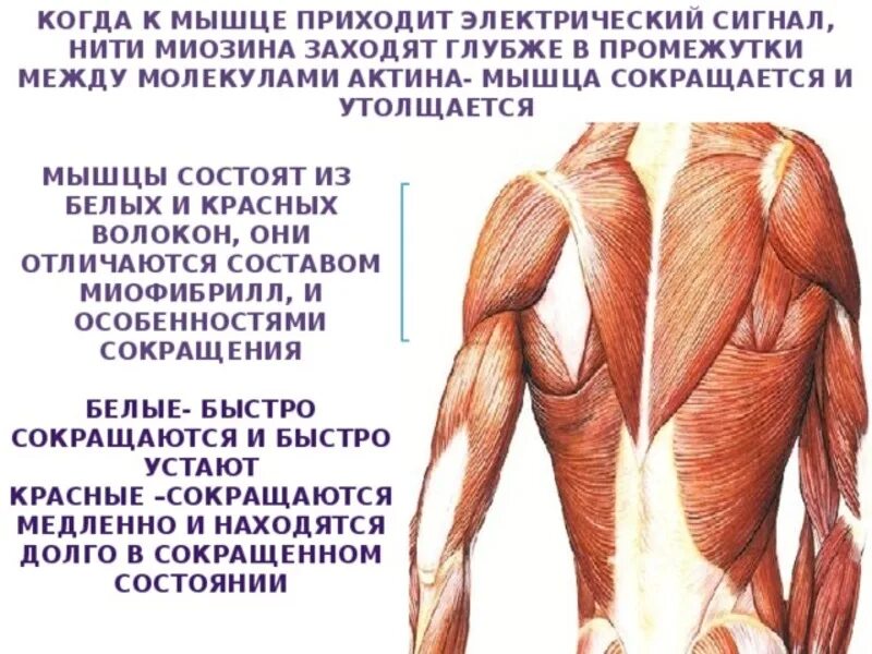 Гипертрофия мышц. Мышцы гипертрофированы. Гипертрофия скелетной мускулатуры. Гипертрофия скелетных мышц.
