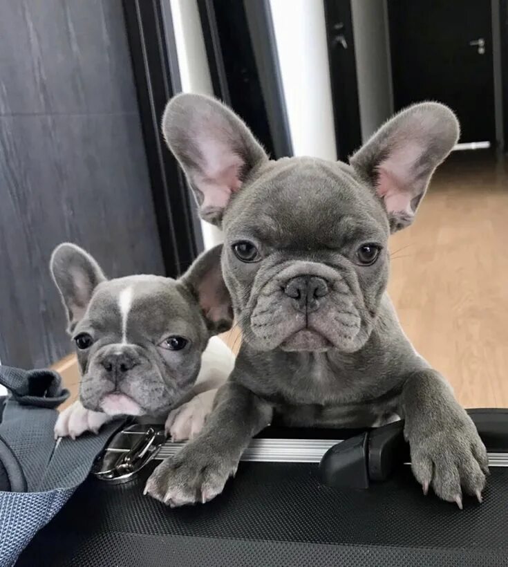 Как должен выглядеть французский бульдог Well,are we going the gym French bulldog, French bulldog puppies, Cute french bu