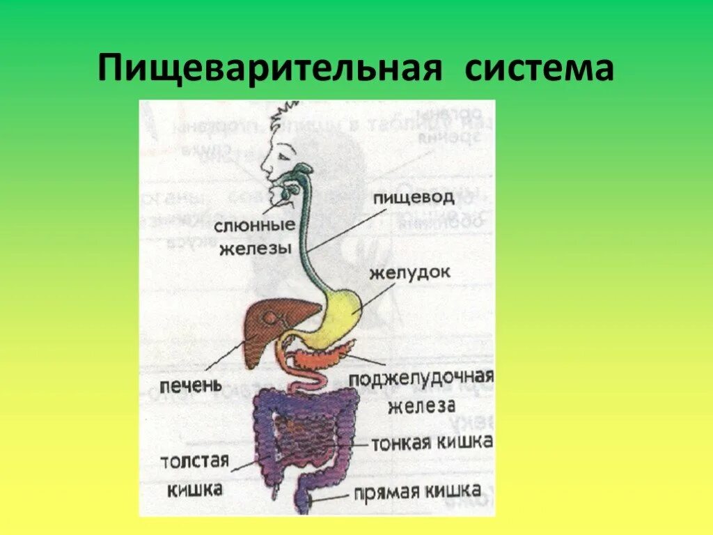 Пищеварительная система приспособление к полету. Пищеварительная система птиц. Органы пищеварительной системы птиц. Пищеварение у растений. Схема пищеварительной системы птицы.