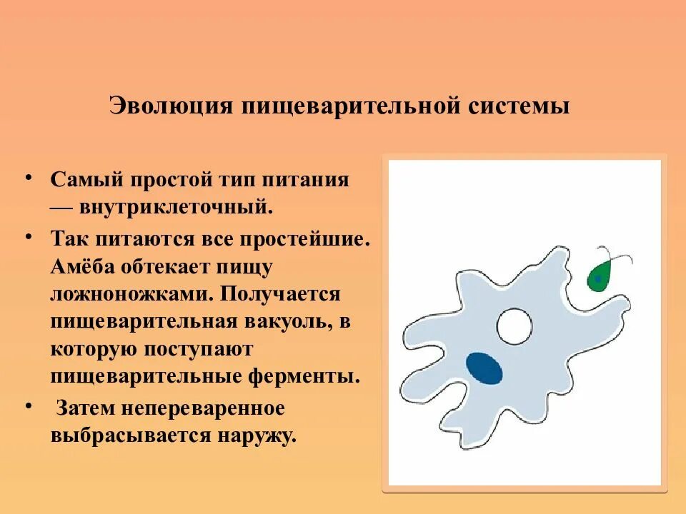 Захватывание пищи при помощи ложноножек