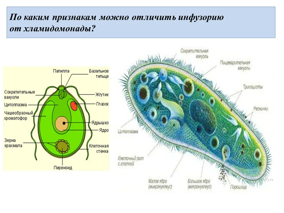 Органеллы водоросли