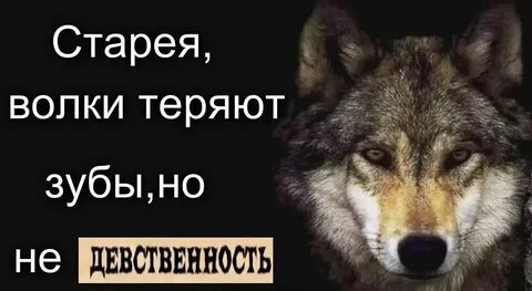 Слова связанные с волком
