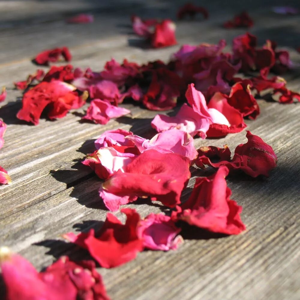 Почему лепестки роз. Лепестки роз. Розовые лепестки. Разноцветные лепестки роз. Лепестки роз на столе.