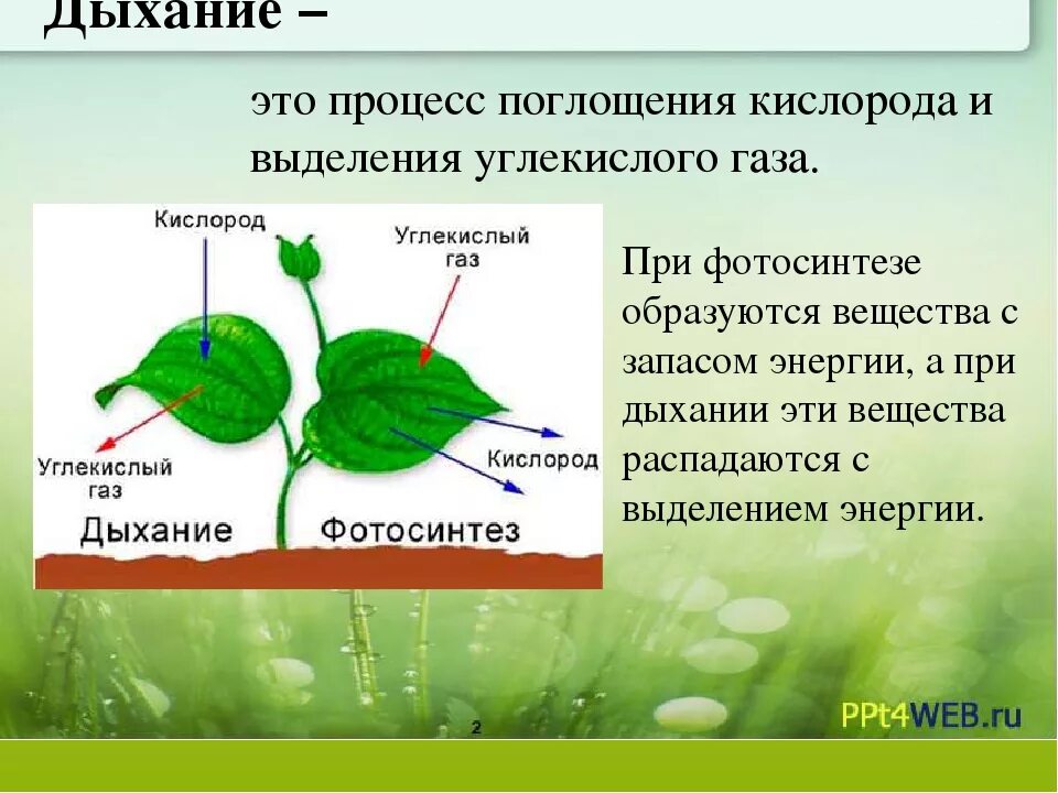 Выделение воздуха вода. Процесс дыхания растений. Схема процесса дыхания растения. Процессы происходящие при дыхании растений. Дыхание и обмен веществ у растений.