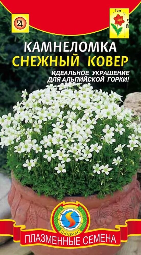 Камнеломка снежный ковер Плазмас семена. Камнеломка цветы многолетники семена. Камнеломка цветок семена. Камнеломка снежный ковер Гавриш. Камнеломка семена купить