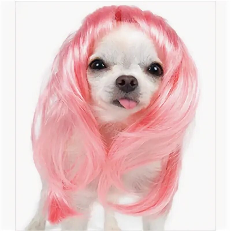 Pin by Cecelia Settem on Poodle Hair Puppy grooming, Poodle, Poodle hair