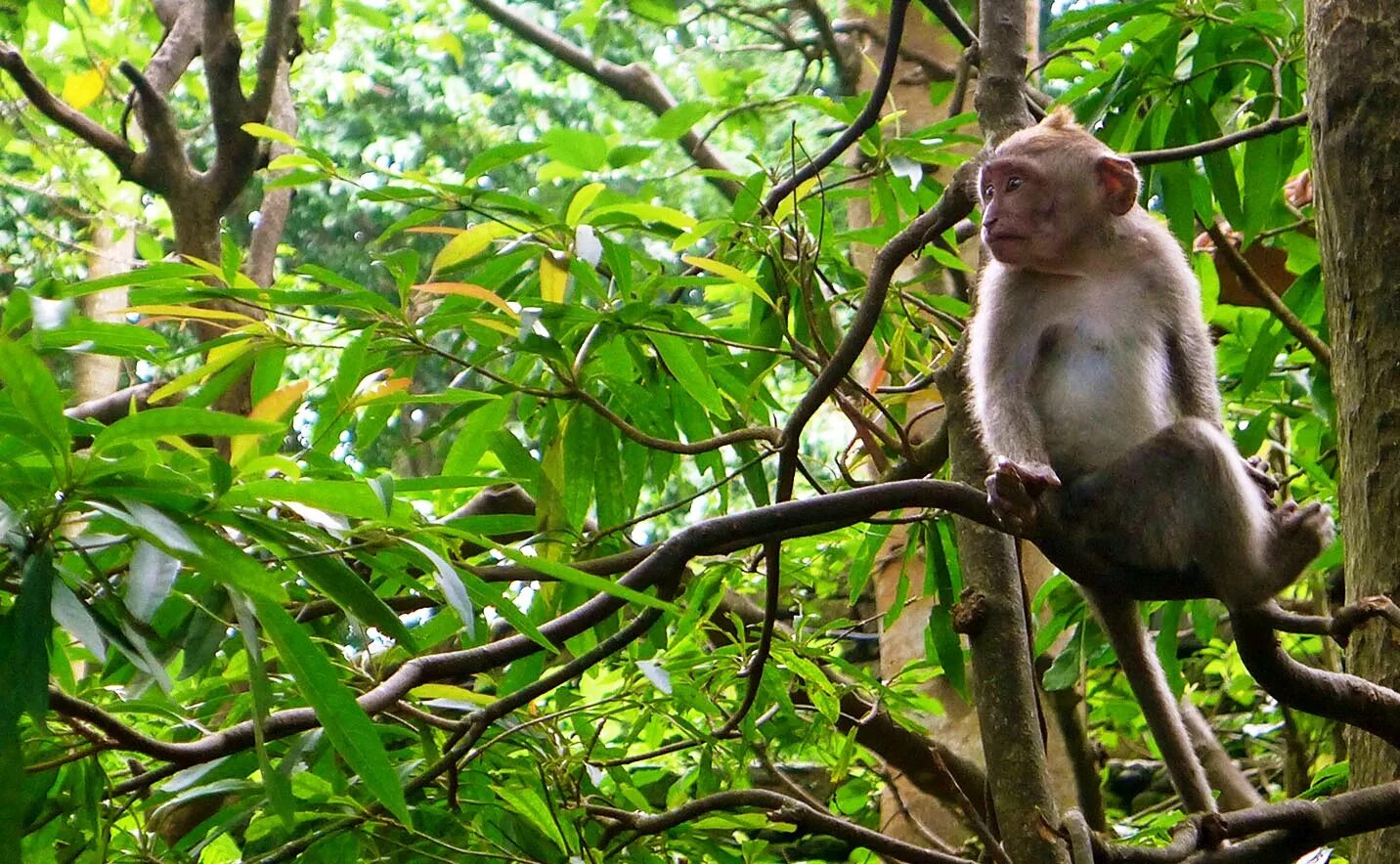 Где обитают шимпанзе. Обезьяны острова Борнео. Шимпанзе в джунглях. Африканские джунгли с шимпанзе. Животные джунглей.