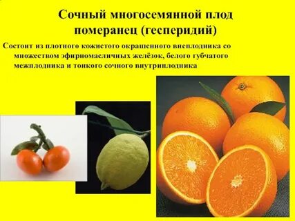Плод 9 букв